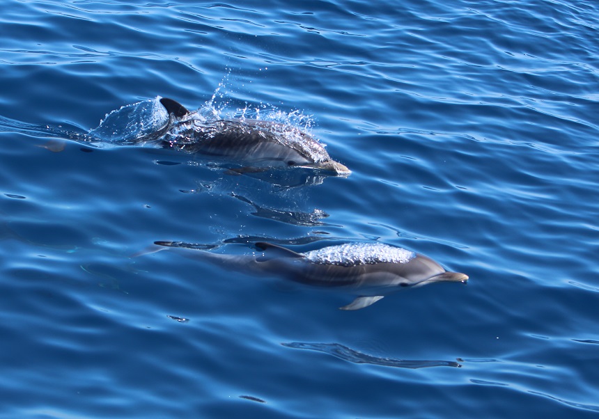 delfines listados